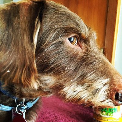 Maria Hanslovan's dog staring at the camera. 